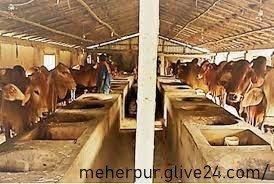 মেহেরপুরে কোরবানীর জন্য প্রস্তুত ১ লাখ ৮৮ হাজার পশু