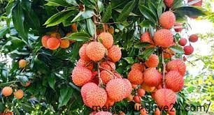 মেহেরপুরে ৩শ হেক্টর জমিতে লিচু চাষ