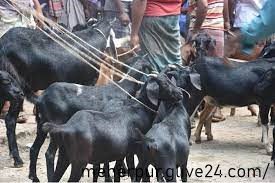 মেহেরপুরের বিশ্ববিখ্যাত ব্লাকবেঙ্গল ছাগল বিক্রি হবে ২১৫ কোটি টাকার