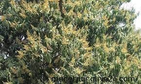 মেহেরপুরে আমের মুকুলে ভরে গেছে গাছ