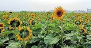 মেহেরপুরে সূর্যমুখী চাষ বেড়েছে