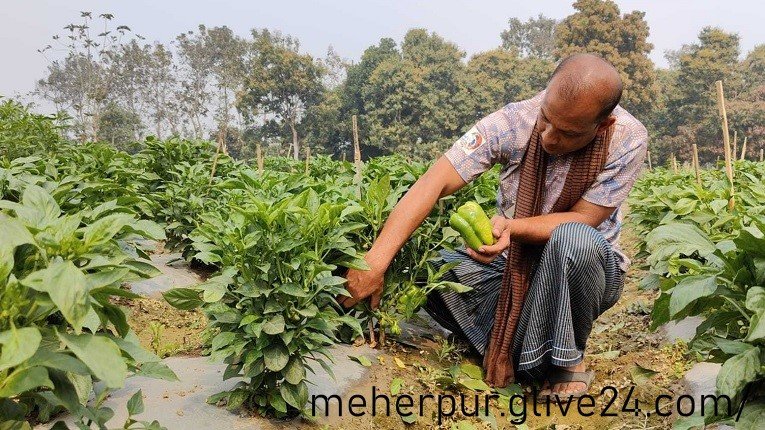 মেহেরপুরের মাটিতে ক্যাপসিকাম চাষ