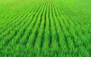 দক্ষিণ পশ্চিমাঞ্চলের ৬ জেলায় ৪ লাখ ৫৫ হাজার ৩৫৪ হেক্টর জমিতে আমন চাষের লক্ষ্যমাত্রা নির্ধারণ