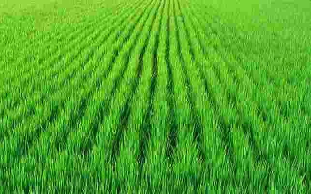 দক্ষিণ পশ্চিমাঞ্চলের ৬ জেলায় ৪ লাখ ৫৫ হাজার ৩৫৪ হেক্টর জমিতে আমন চাষের লক্ষ্যমাত্রা নির্ধারণ