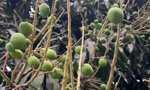 মেহেরপুরে আম গাছগুলো গুটিতে ভরে যাচ্ছে