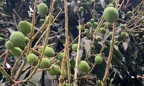 মেহেরপুরে আম গাছগুলো গুটিতে ভরে যাচ্ছে