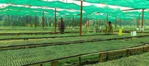 মেহেরপুরে এক নার্সারিতে মাসে ৩ লাখ সবজির চারা উৎপাদন