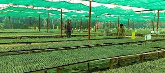 মেহেরপুরে এক নার্সারিতে মাসে ৩ লাখ সবজির চারা উৎপাদন