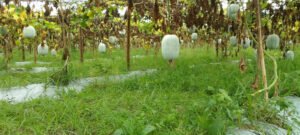 মেহেরপুরে চাল কুমড়া চাষ বাড়ছে