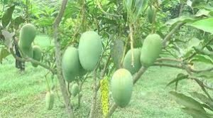 মেহেরপুরে বারোমাসি আম চাষে সফল বুলবুল