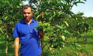 মেহেরপুরে বারোমাসি আম চাষে সফল বুলবুল