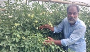 মেহেরপুরে বেগুন গাছে গ্রাফটিং করে টমেটো চাষে সফল