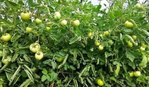 মেহেরপুরে বেগুন গাছে গ্রাফটিং করে টমেটো চাষে সফল