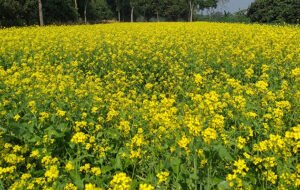 মেহেরপুরে সরিষার বাম্পার ফলনের সম্ভাবনা