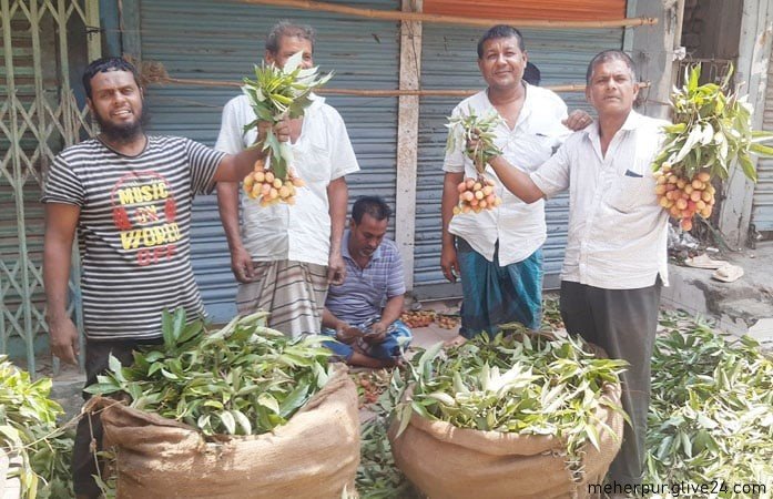 মেহেরপুরের বাজারে এসেছে রসালু লিচু