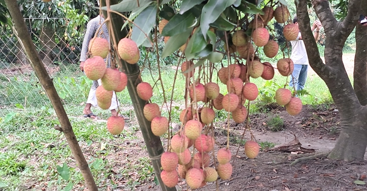 লিচুর ফলন ও দামে খুশি মেহেরপুরের চাষিরা