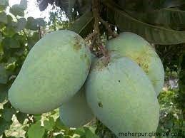 ১৫ মে বাজারে আসছে মেহেরপুরের আম